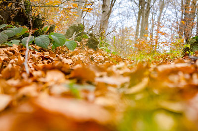 Close-up of tree trunk in forest during autumn