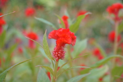 Close-up of red flowering plant