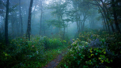 Trees in forest