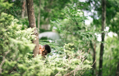 Squirrel on tree in forest