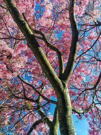 Low angle view of tree against sky