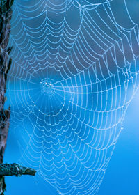 spider web