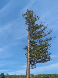 Low angle view of tree against sky