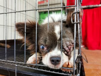 Portrait of dog in cage