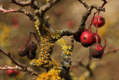 Close-up of berries on tree