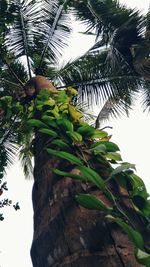 Low angle view of coconut palm tree against sky