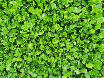 Full frame shot of leaves