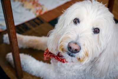 Close-up portrait of white dog