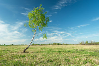 Curve of birch on meadow and blue sky, sunny spring day