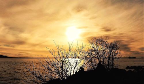 Silhouette tree by sea against sky during sunset