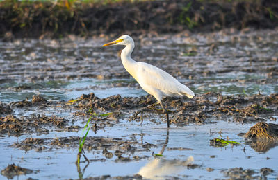 Bird perching on a lake