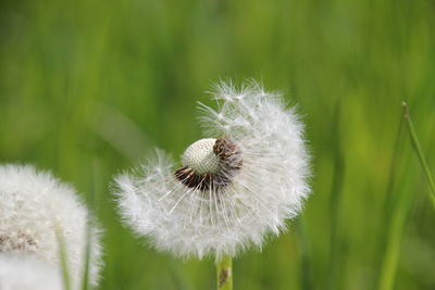 Close-up of dandelion flower