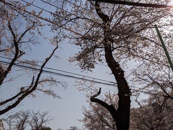 Low angle view of cherry tree against clear sky