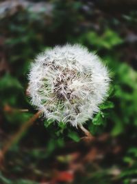 Close-up of dandelion