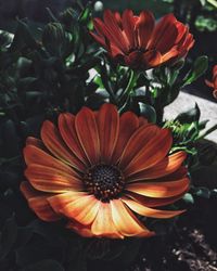 Close-up of orange flowers blooming outdoors