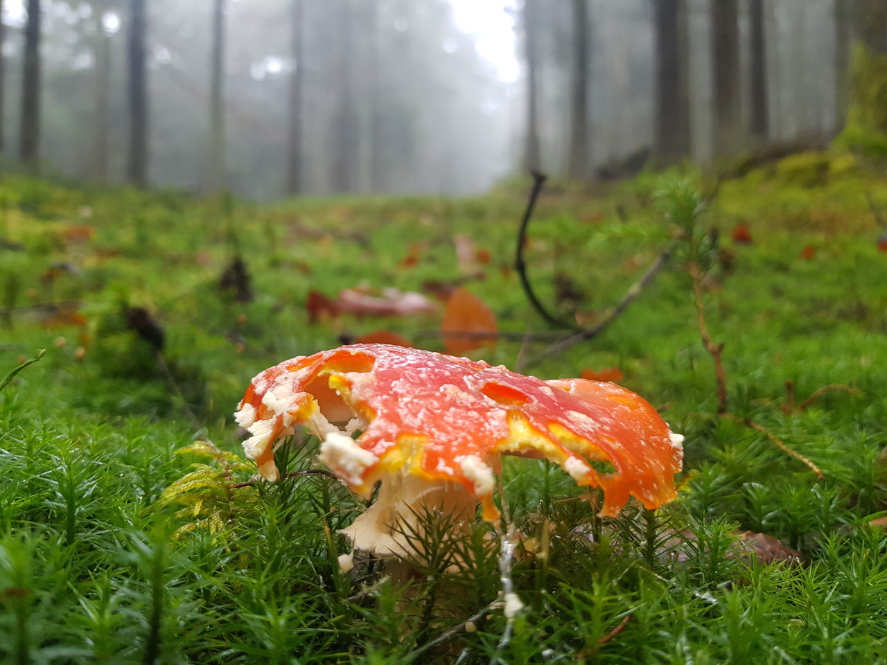 plant, land, forest, mushroom, fungus, nature, tree, vegetable, growth, food, woodland, natural environment, grass, autumn, beauty in nature, moss, no people, leaf, day, environment, outdoors, green, flower, freshness, focus on foreground, meadow, food and drink, close-up, fly agaric mushroom, field, tranquility, orange color, landscape, tree trunk, non-urban scene, toadstool, trunk, selective focus