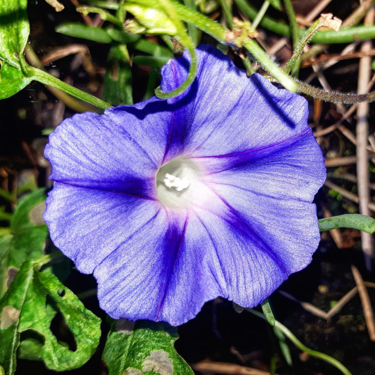 CLOSE-UP OF PURPLE ROSE FLOWER