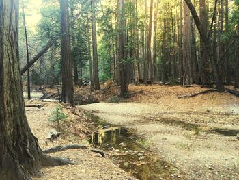 Scenic view of stream amidst trees in forest