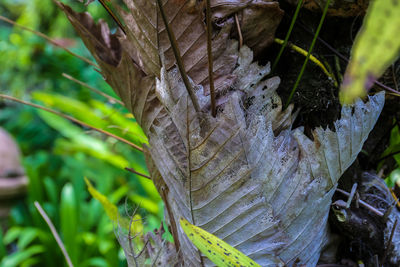 Close-up of tree trunk