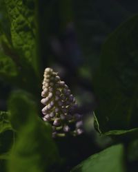 Close-up of pine cone