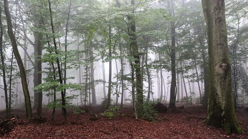 Trees in forest