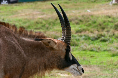 Close-up of horse on field