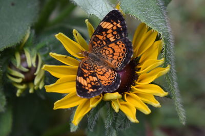 Close-up of butterfly pollinating on flower