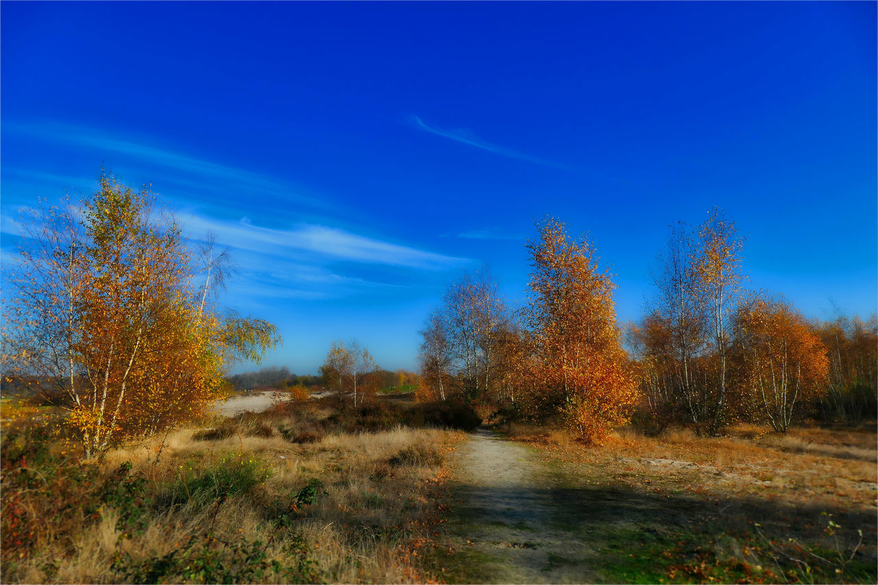 TREES GROWING ON LAND AGAINST BLUE SKY DURING AUTUMN