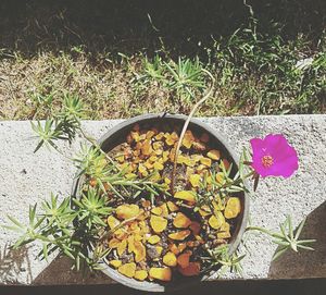 High angle view of plants