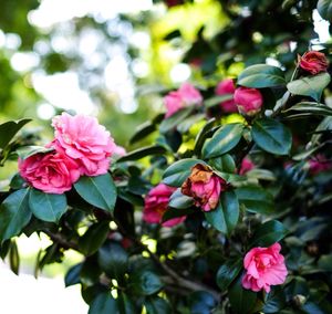 Close-up of pink flower