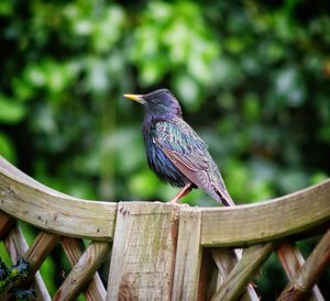 Close-up of bird perching on wooden post