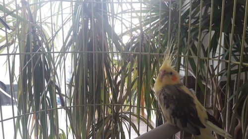 Close-up of bird perching on tree