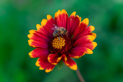 Close-up of insect on flower