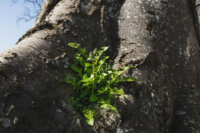 Close-up of tree trunk
