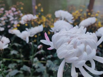 Close-up of white flowering plants in park