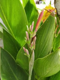 Close-up of green leaves on plant