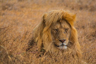 Close-up of lion relaxing outdoors