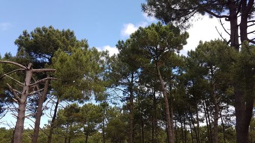 Low angle view of trees against sky