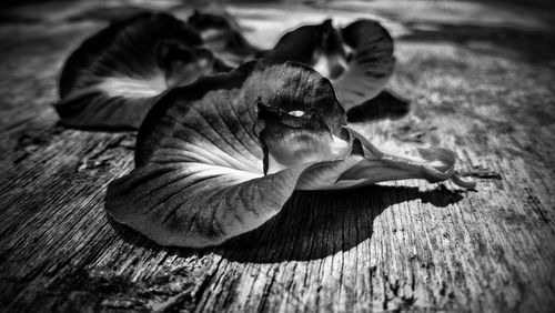 Close-up of bird on wood