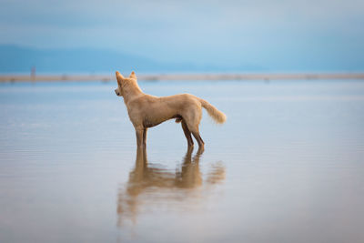 Male dog play on the beach