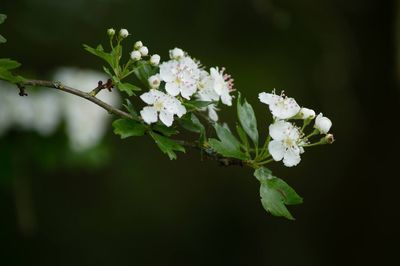 Close-up of white cherry blossoms in spring