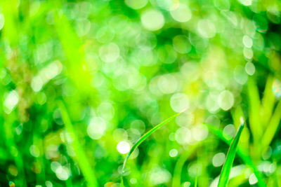 Full frame shot of wet plants