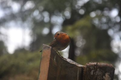 Close-up of bird perching on wooden post