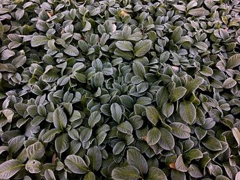 Full frame shot of leaves on field