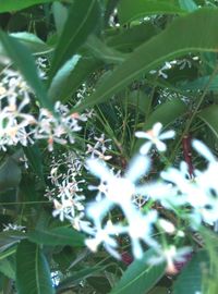 Close-up of plants