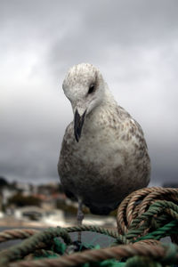 Close-up of seagull perching on a sea