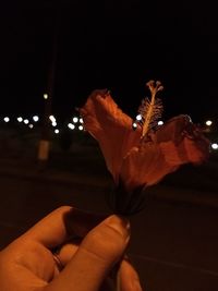 Close-up of hand holding red rose at night