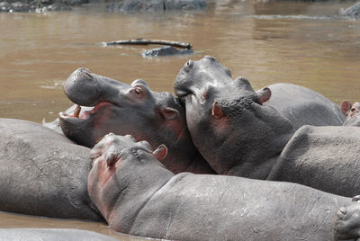 Group of hippos in a river in serengeti national park