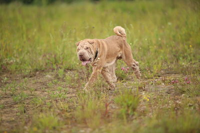 Dog walking in a field