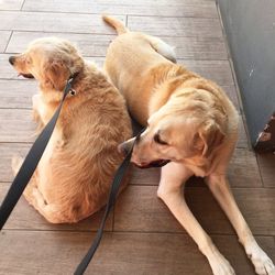 High angle view of dog lying on floor